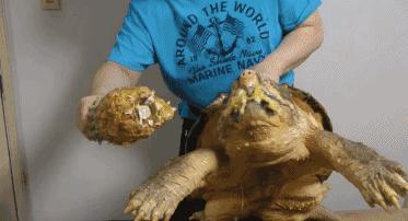 44斤重、1米多长，浑身长满青苔的“巨龟”，为何现身四川岷江？