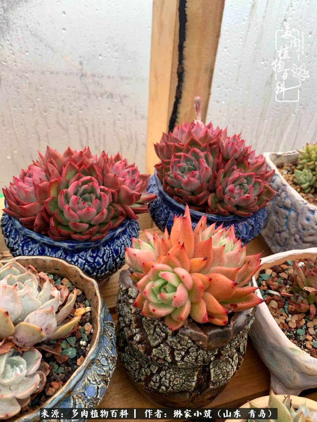 多肉冬季搬进屋里前需要浇水么,多肉过冬