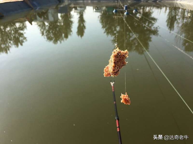 散炮钓底怎么开饵,散炮饵配方大全