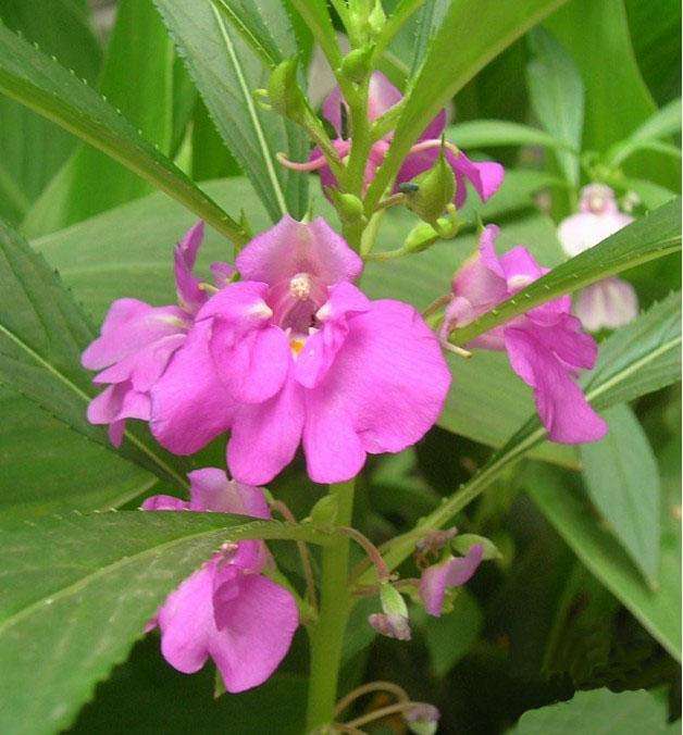 农村住房周围出现了蛇有什么说法,七月半蛇进屋有什么预兆大师解答