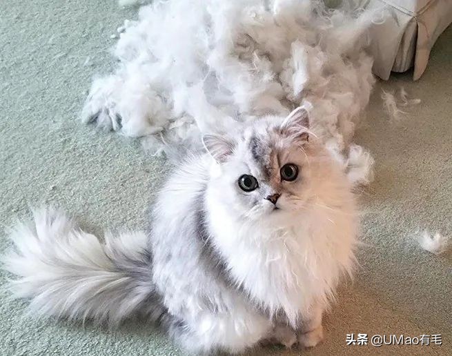 猫咪特别小如何分辨它是不是矮脚,什么小猫咪又乖又掉毛少