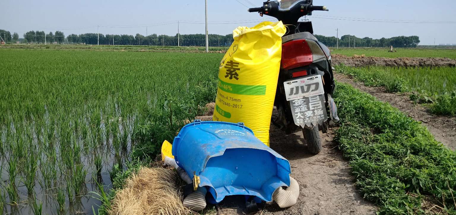 水稻受冻害后怎么处理,预防水稻苗床冻害怎么预防