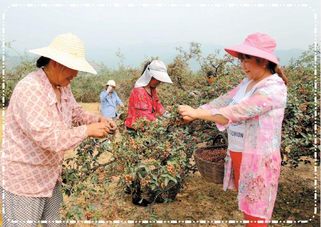 花椒红了,花椒红了陕西富平