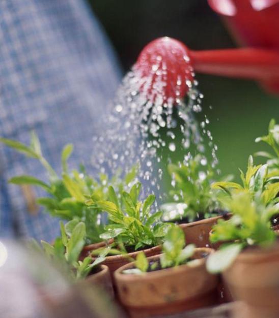 养绿萝不黄叶的方法,绿萝多久浇一次水如何养