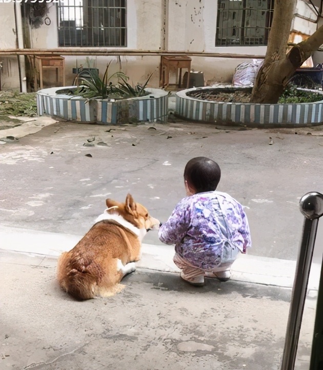 盘点柯基犬的缺点养之前得先知道,建议养柯基犬的四个理由