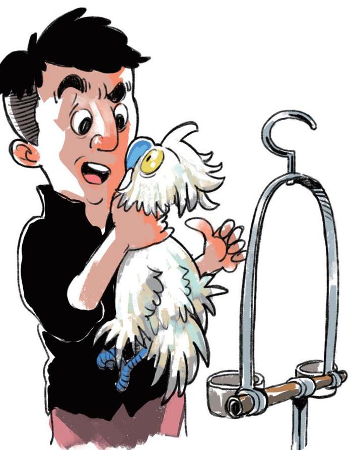 鹦鹉故事笑话大全,鹦鹉学舌的笑话故事