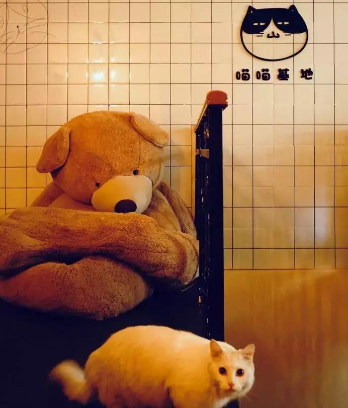 开宠物店的真实生意,开宠物店的投资收益与风险分析