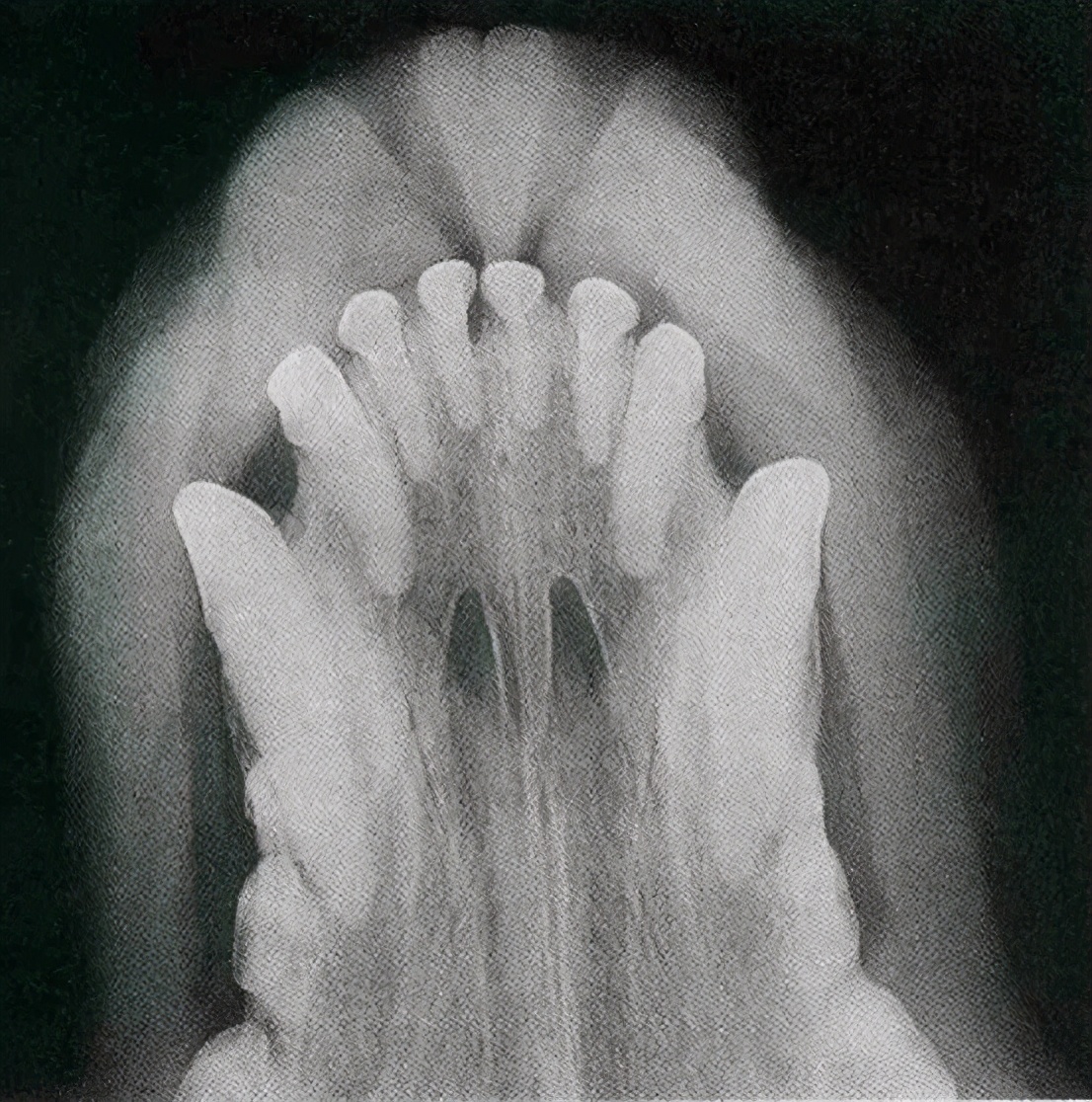 猫咪长蛀牙怎么办,猫咪蛀牙治疗费用