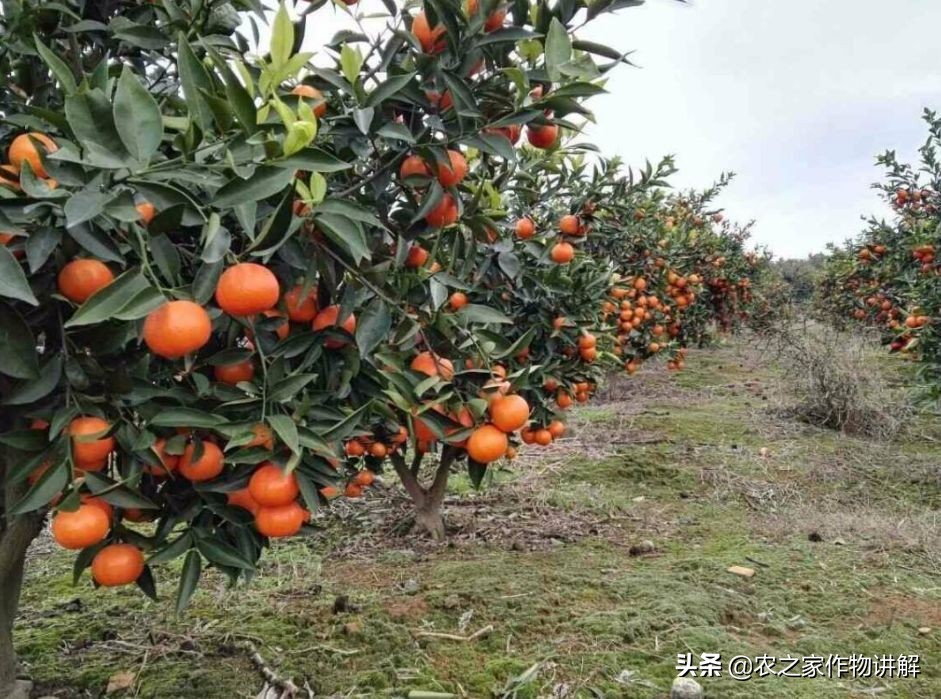 防治根腐病绝密配方,果树根腐