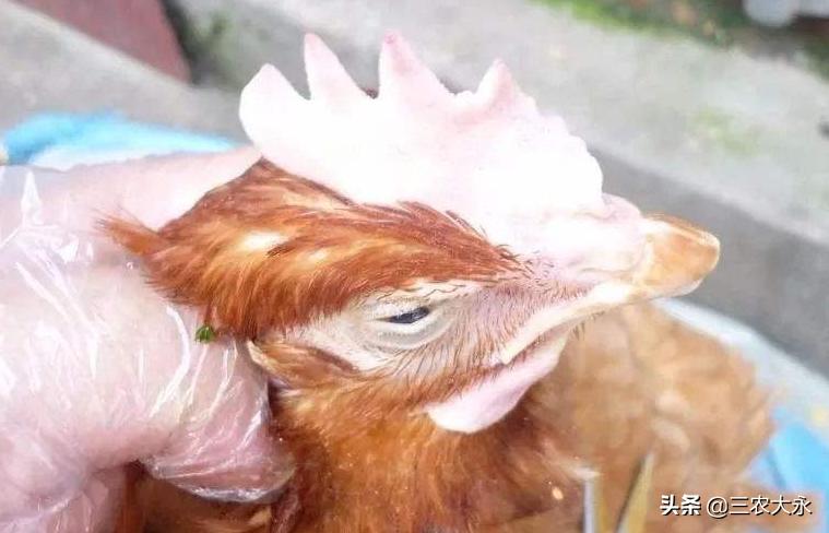 鸡冠发白的原因及解决方法,鸡冠发白还倒冠怎么了