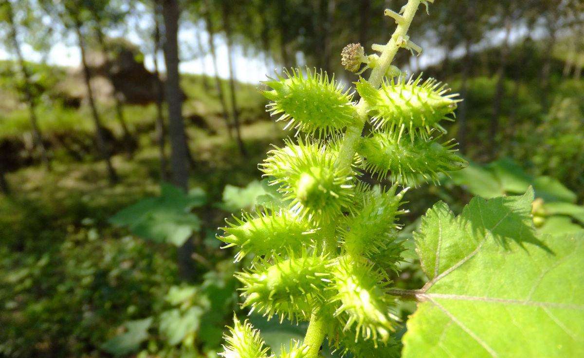 小时候玩过扎钉子吗,小时候都玩过弹力球吧