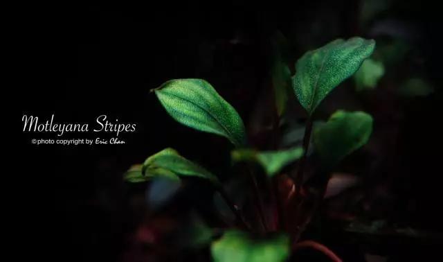 卡佩特k5辣椒榕为什么这么贵,辣椒榕k5为什么贵