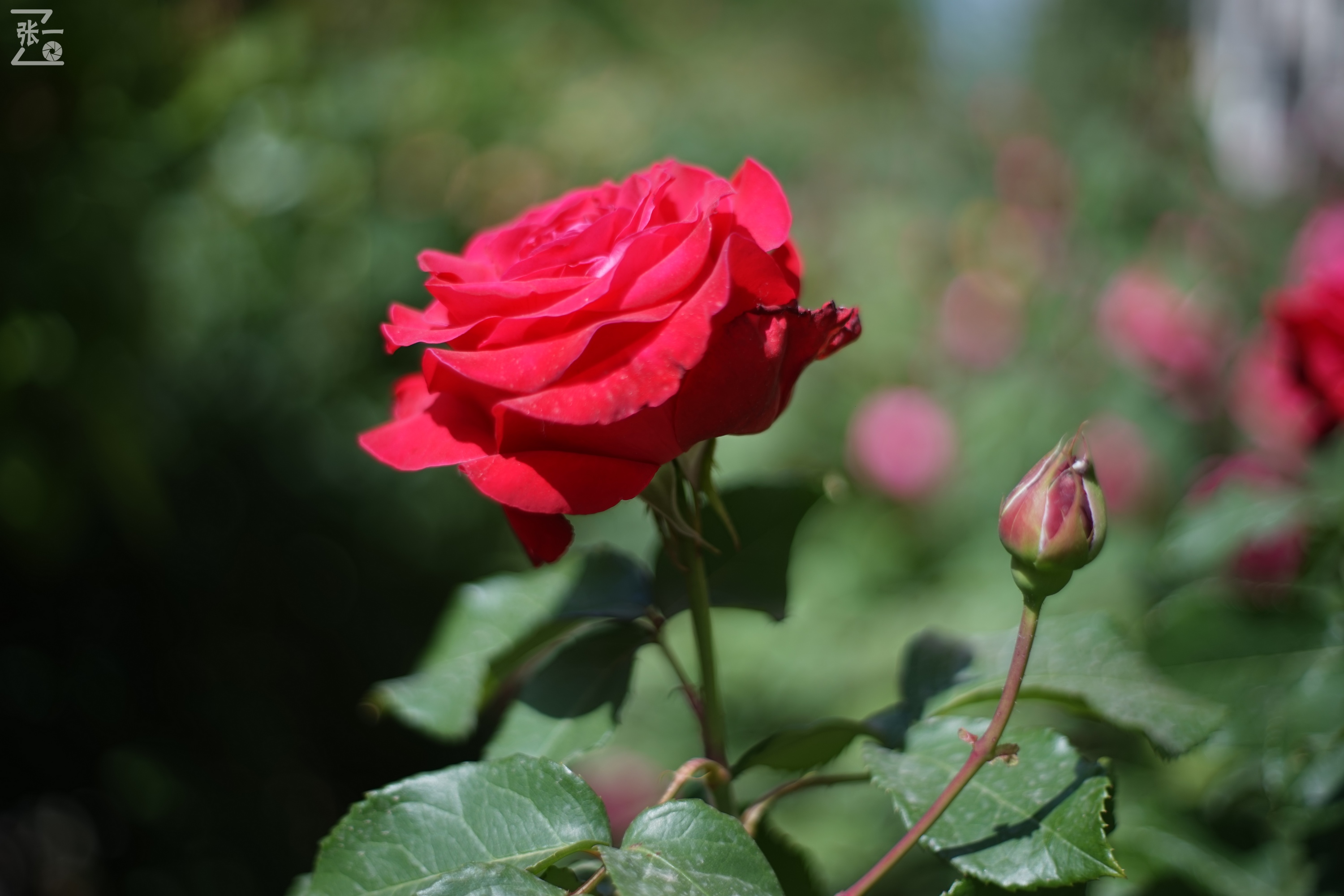 凤凰国产50mm镜头,凤凰索尼e口镜头