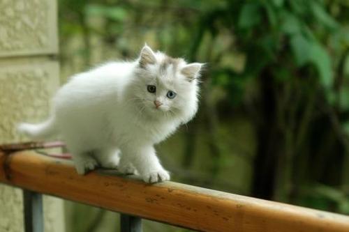 为什么有人把猫咪胡须剪了,拽猫尾巴会发生什么