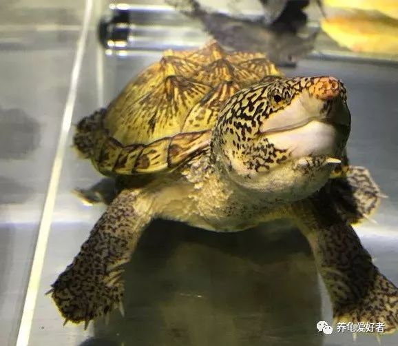龟的嘴巴有多恐怖,龟用嘴呼吸是什么样的
