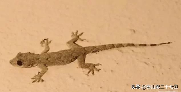 如果被大壁虎咬了会无药可救吗,壁虎咬壁虎是怎么回事