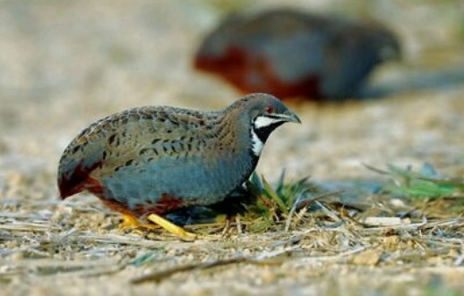 2022年特种养殖前景最好的品种,目前养殖业最赚钱的项目