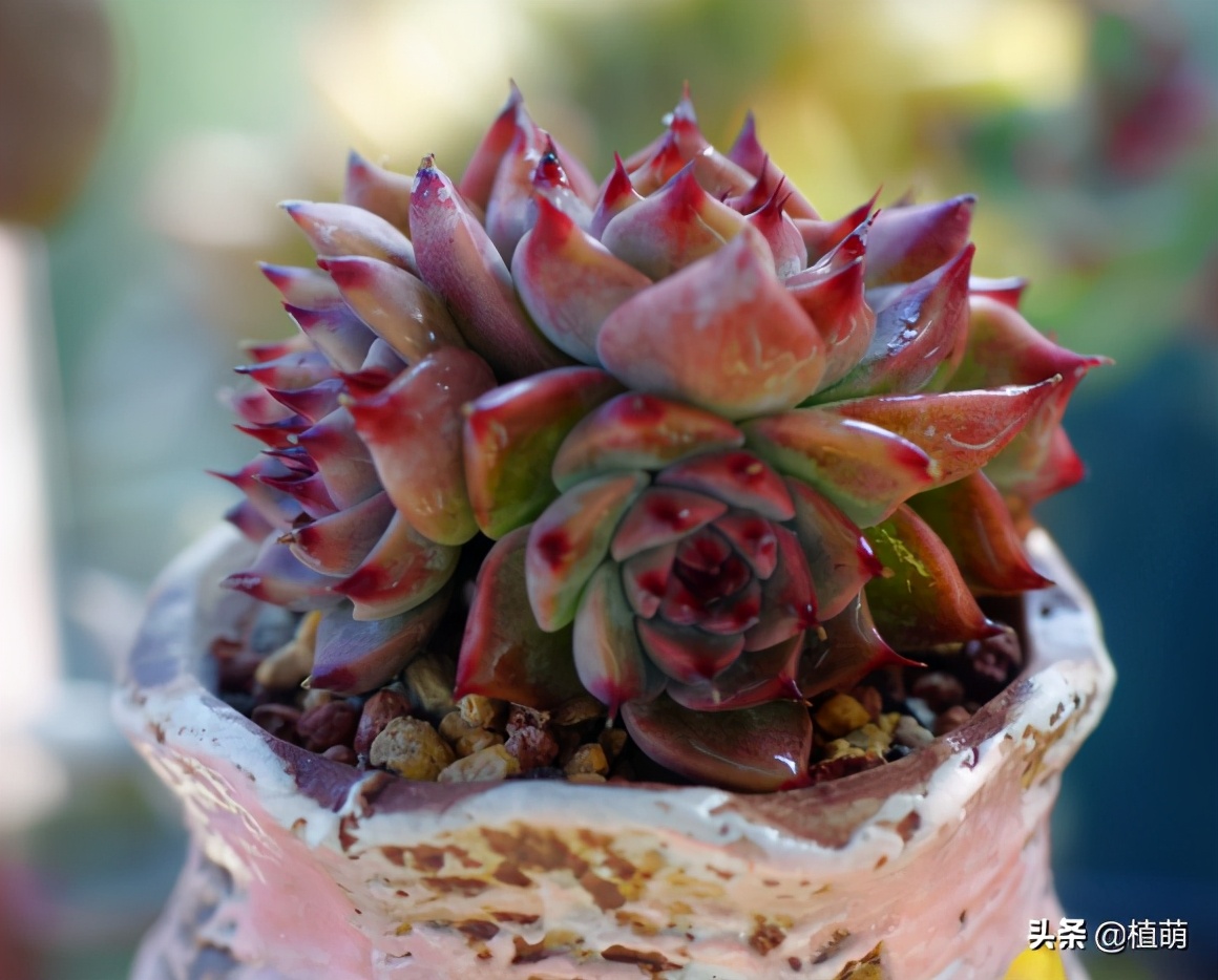 多肉吉娃娃单头多头哪个好看,多肉吉娃娃只有头没有根该怎么养