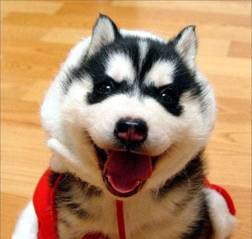 如何分辨哈士奇和阿拉斯加犬,哈士奇和阿拉斯加都是雪橇犬吗