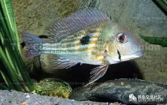 食土鲷一般多大尺寸,食土鲷哪个品种小一点