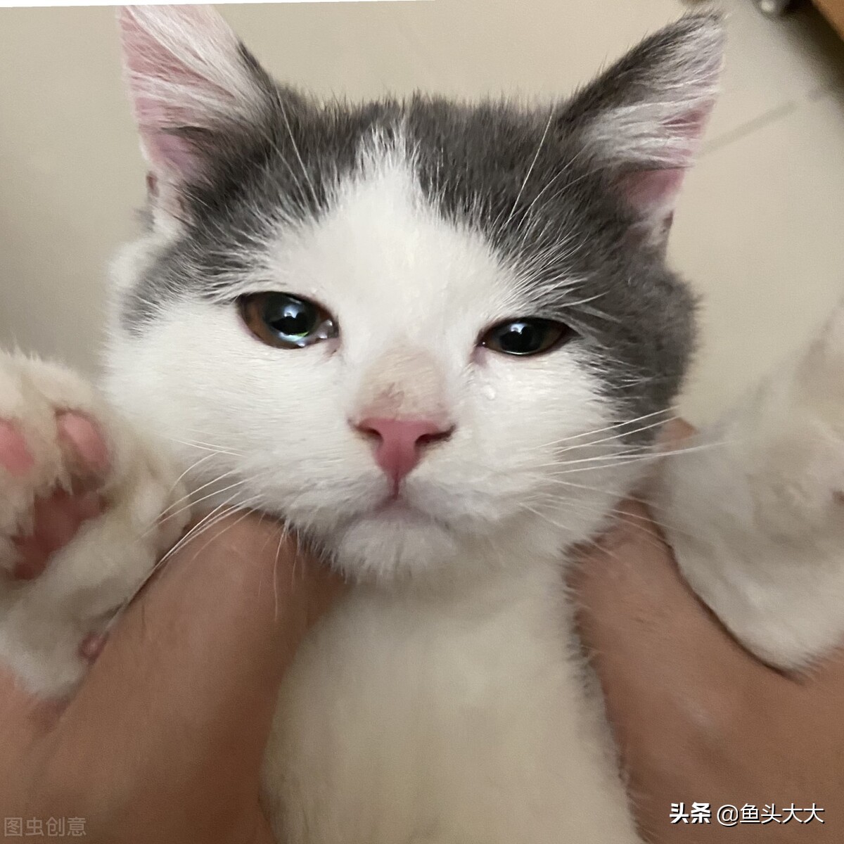 疱疹病毒杯状病毒怎么消毒,怎么分辨杯状病毒