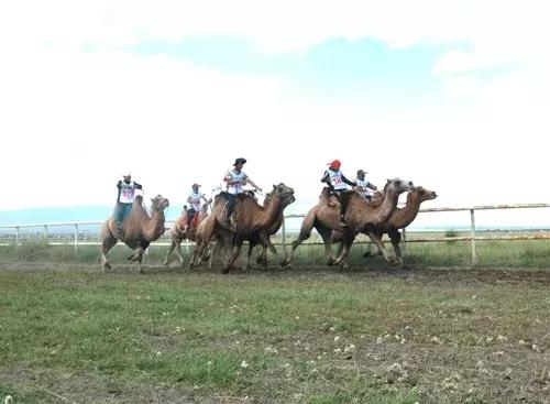 巴里坤草原文化,新疆民族风情表演