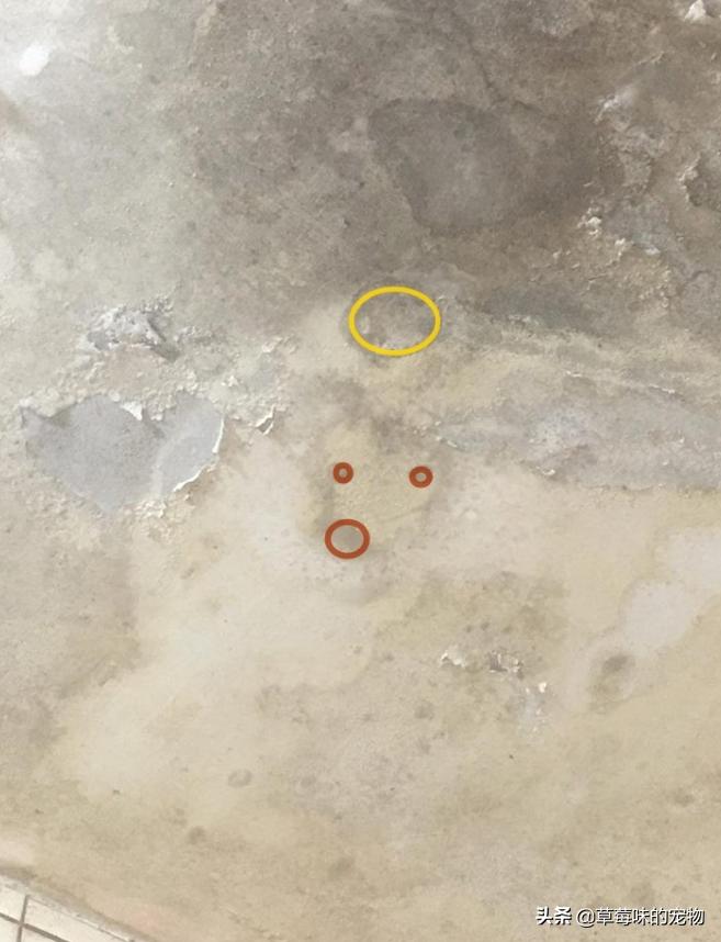 刺猬去世前兆,刺猬离世一年后