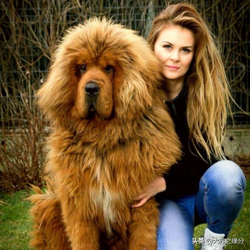 比特犬真正的猛犬,比特犬斗犬集锦