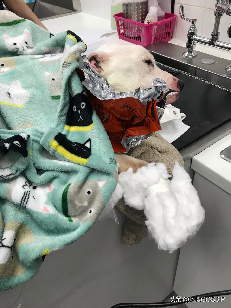 救了一只骨瘦如柴的狗狗,被遗弃的小狗骨瘦如柴