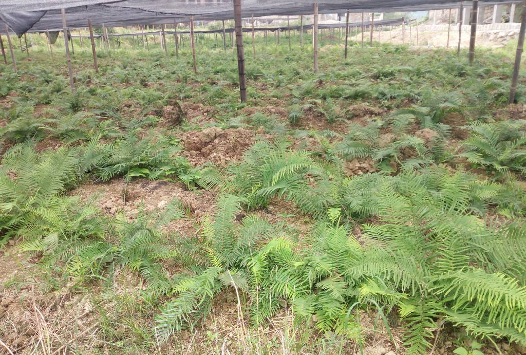 蜈蚣草可以吸收重金属吗,蜈蚣草最擅长吸收什么重金属