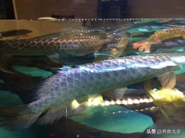 马来西亚养殖金龙鱼,养金龙鱼马来西亚