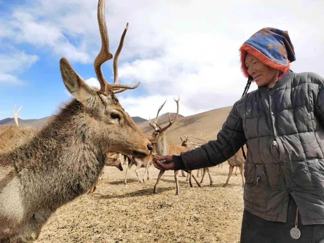 楂樺師涓婄殑椹箍,闈掕棌楂樺師涓婄殑椹箍