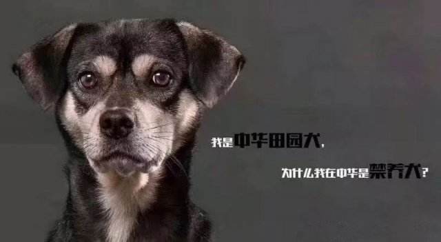 中华田园犬有什么特点,中华田园犬为什么现在越来越少了