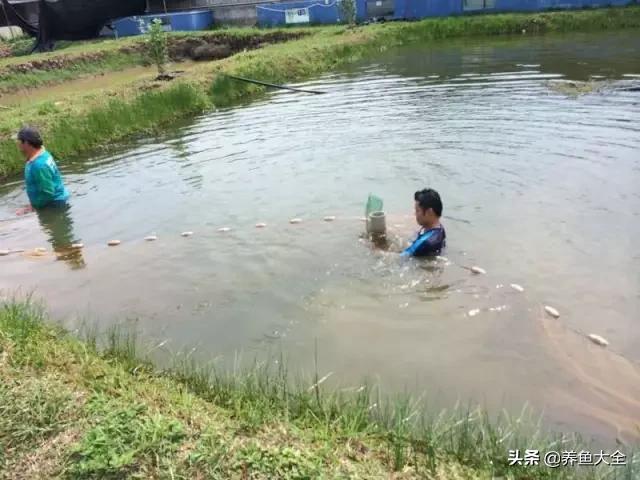 马来西亚养殖金龙鱼,养金龙鱼马来西亚