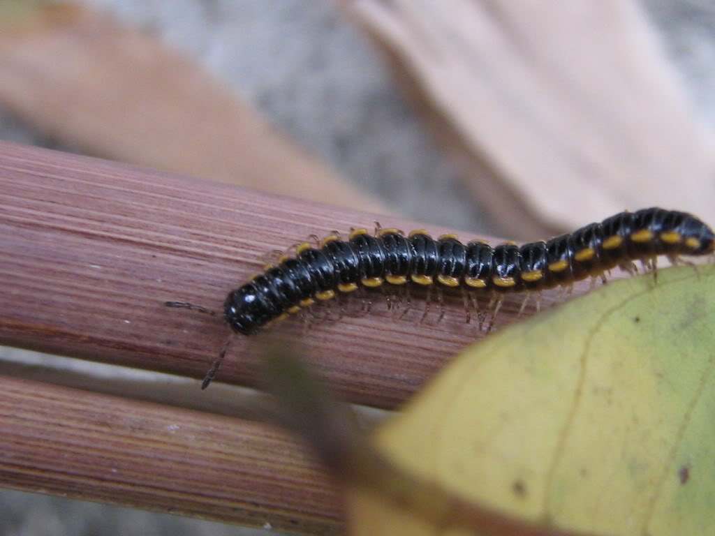 哪些山上野草可以做盆栽,农村这种不起眼的小植物