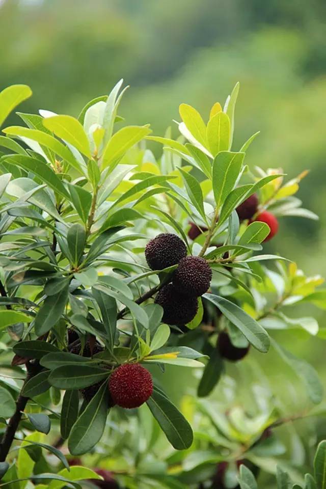 兰溪杨梅正式开摘！最强采摘攻略出炉，五十里杨梅长廊够吃吗？杨梅自由就是现在！