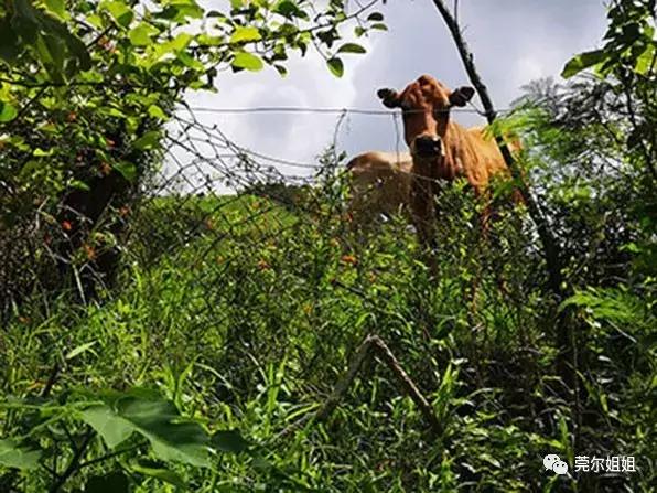 锵锵三人行之散漫游记1：台湾印象一半烟火气一半文艺范儿