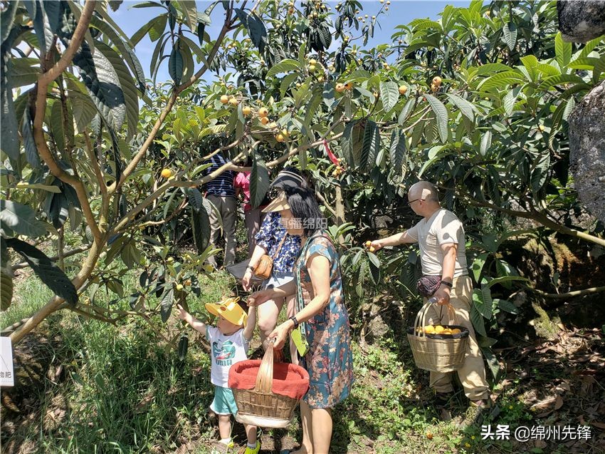 哪个地区的大五星枇杷口感最好,绵阳北川圣灯山枇杷