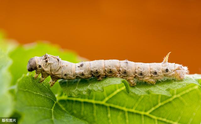 蚕病防治技术100问,蚕的防治方案