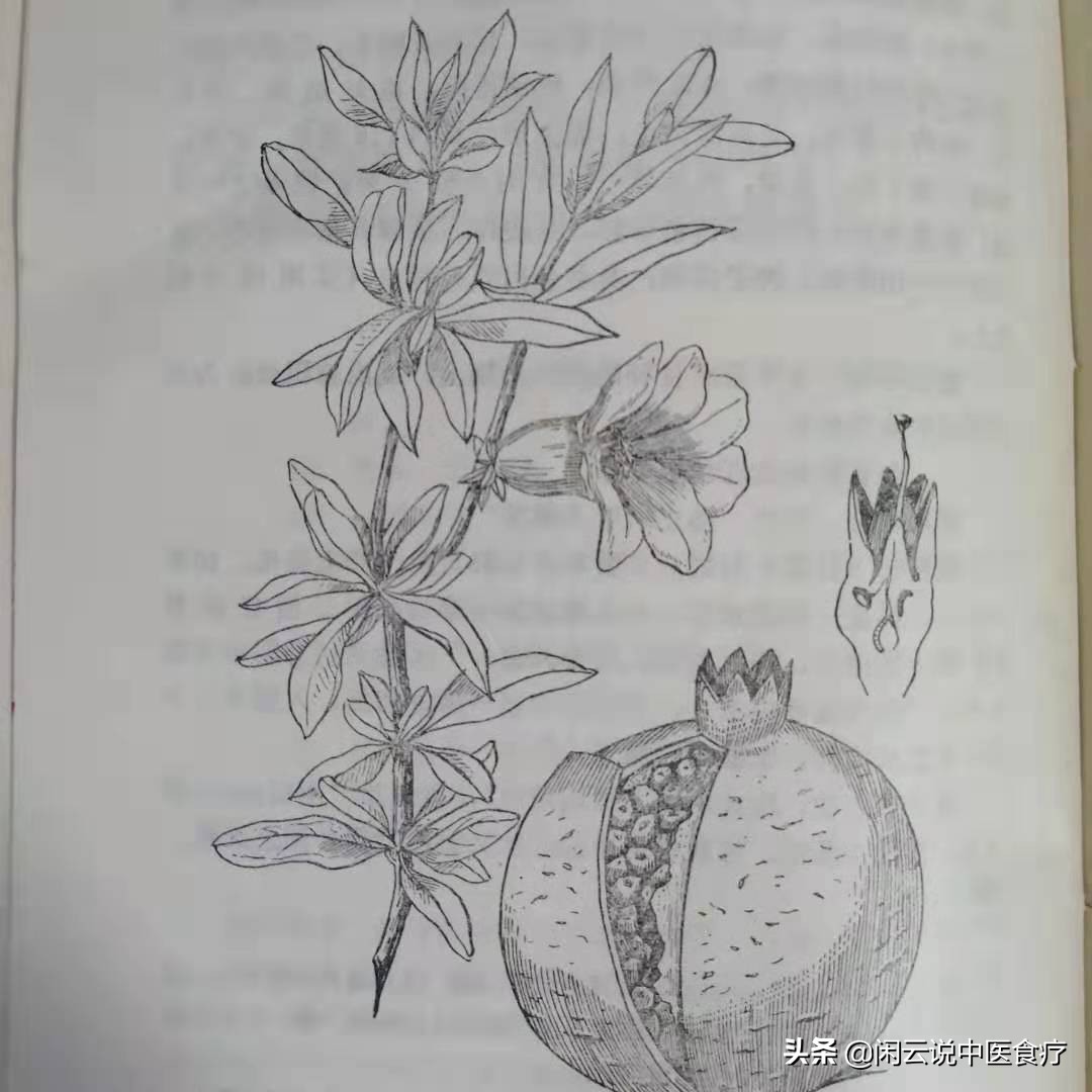 石榴与冰糖醋功效与作用及禁忌,石榴的营养价值与功效及食用禁忌