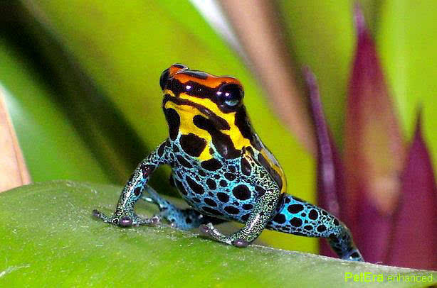 彩色动物会发生什么样的危险,致命的美丽动物