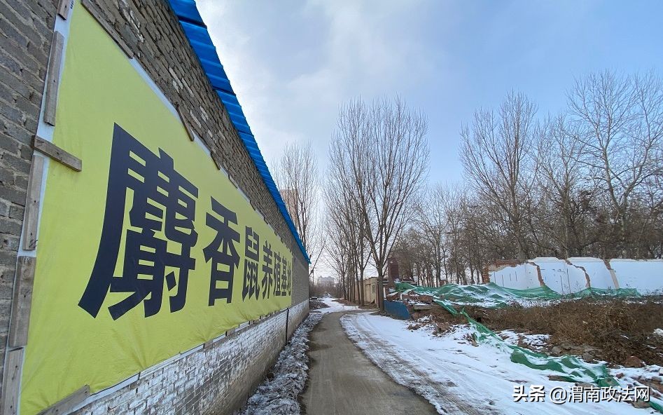 养猪改养泥鳅,养猪大户改行兔获丰收