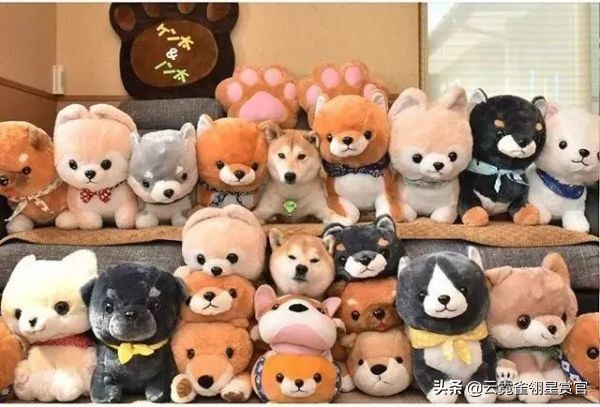 日本一博主给自家的两只柴犬买了几十只玩偶每天上演真实版找不同