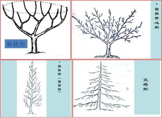 最全最完整的园林植物整形修剪技术规范（转自农林慧小妹，收藏）