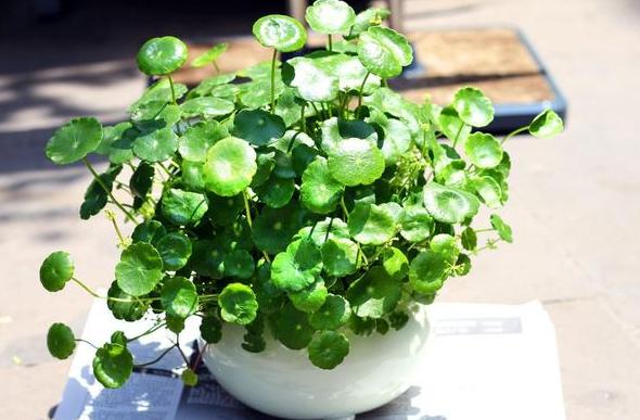 如何让盆栽的花多开花,如何使盆栽的花花期长