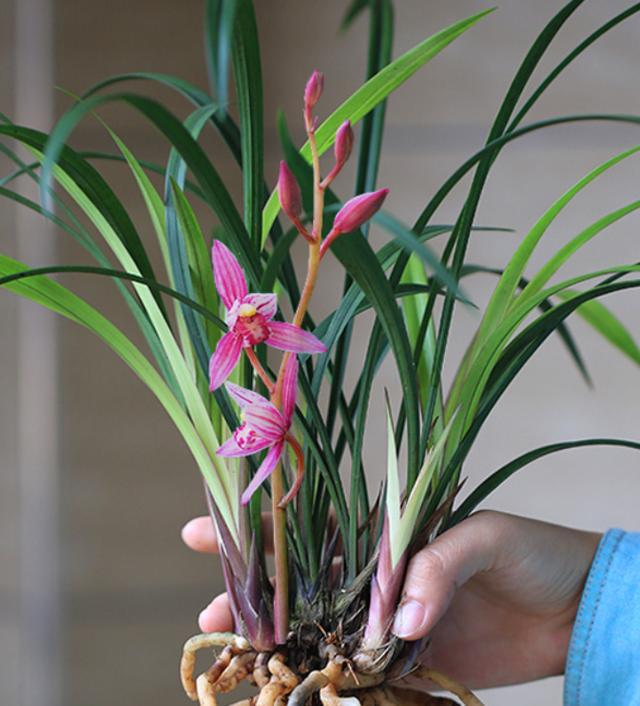 最耐阴不需要阳光的植物室外,喜阴怕阳光非常好养的盆栽大全