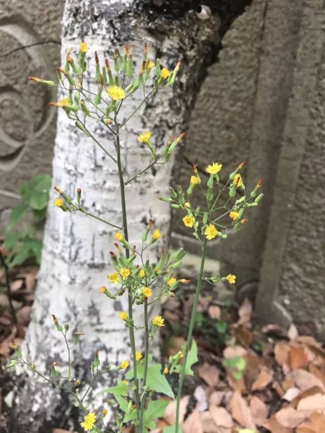 农村的各种野菜有营养吗,田间野菜好吃