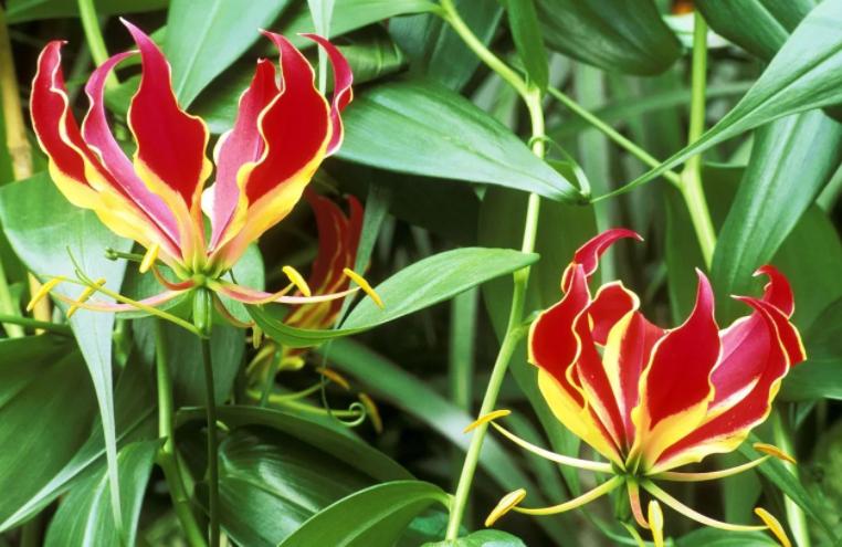 百合喜欢哪种类型,百合属于球根花卉吗