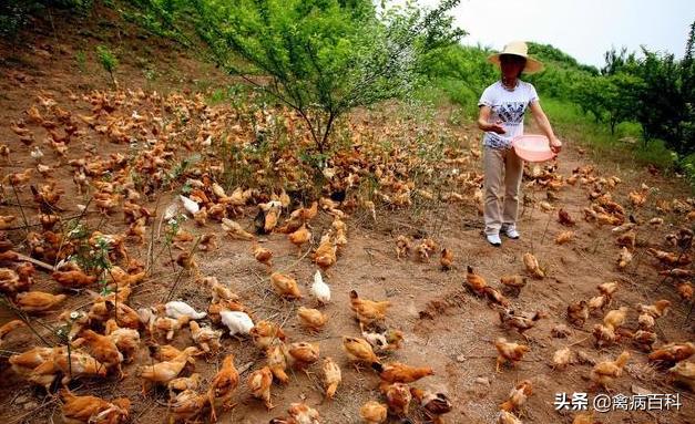 鸡群混感发病越来越多，如何正确治疗鸡病，我给你出方案