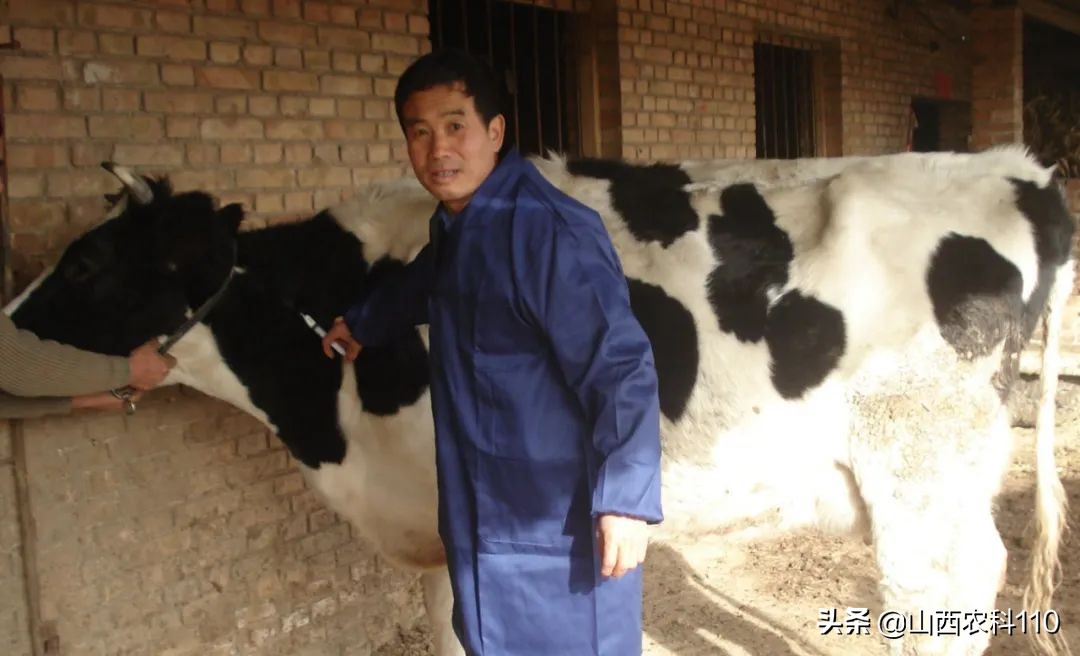 奶牛乳房炎的诊断与防治论文,养好奶牛